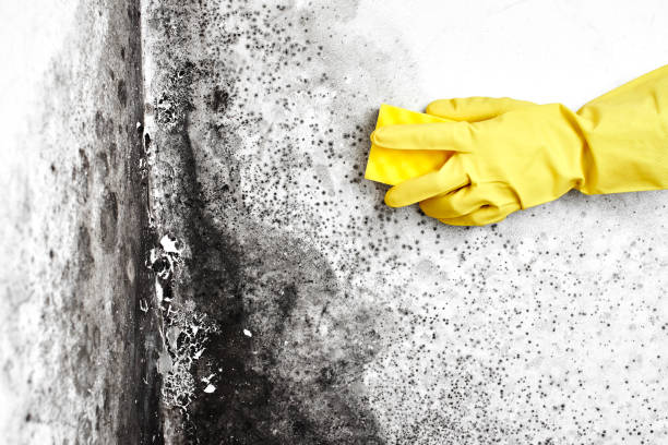 Best Basement Mold Remediation in Mosinee, WI