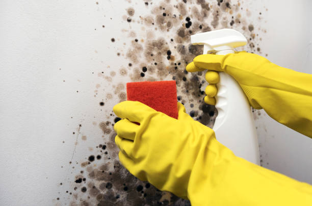 Best Insurance-Related Mold Remediation in Mosinee, WI
